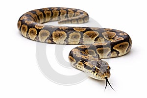 Large Python Snake Isolated On White Background