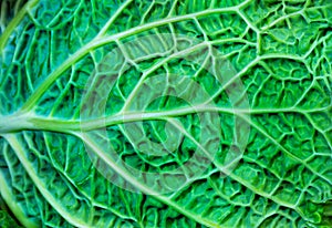 Detailed close-up with small parts of a cabbage green leaf