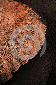 A detailed close up vertical photograph of a dusty, muddy elephant ear