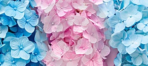 Detailed close up of vibrant blue and pink flowers blooming beautifully in a stunning display