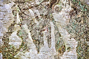 Detailed close up view on tree bark of palm trees and oaks