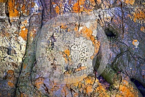 Detailed close up view on tree bark of palm trees and oaks