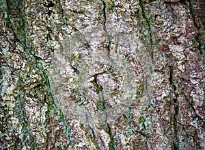 Detailed close up view on tree bark of palm trees and oaks