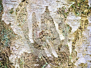 Detailed close up view on tree bark of palm trees and oaks