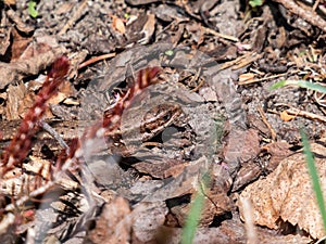 Detailed close-up of the Viviparous lizard or common lizard (Zootoca vivipara)