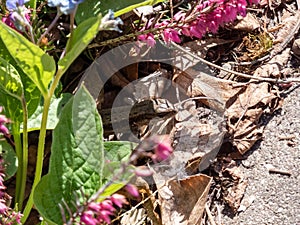 Detailed close-up of the Viviparous lizard or common lizard Zootoca vivipara on the ground near garden vegetation