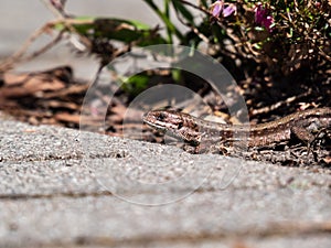 Detailed close-up of the Viviparous lizard or common lizard Zootoca vivipara on the ground near garden vegetation shot from the