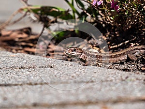 Detailed close-up of the Viviparous lizard or common lizard Zootoca vivipara on the ground near garden vegetation shot from the