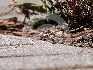 Detailed close-up of the Viviparous lizard or common lizard Zootoca vivipara on the ground near garden vegetation shot from the