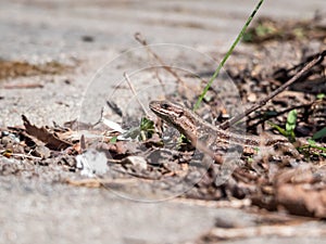 Detailed close-up of the Viviparous lizard or common lizard Zootoca vivipara on the ground near garden vegetation shot from the