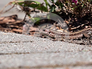 Detailed close-up of the Viviparous lizard or common lizard Zootoca vivipara on the ground near garden vegetation shot from the