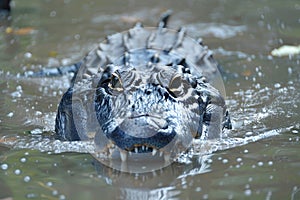 Detailed close up of a wild crocodile in its natural habitat, highlighting the reptile s features