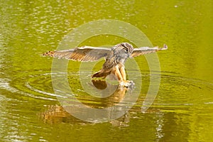 Detailed close up of a wild eagle owl. The bird of prey flies with outspread wings just above the water of a lake. Grabs