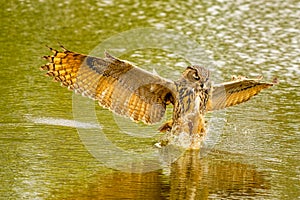 Detailed close up of a wild eagle owl. The bird of prey flies with outspread wings just above the water of a lake. Grabs photo