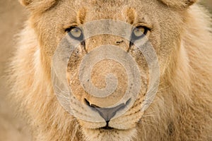 A detailed closely cropped portrait of a young male lion