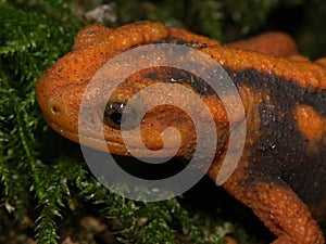 Closeup on an adult endangered, colorful orange Asian Mandarine newt , Tylototriton shanjing