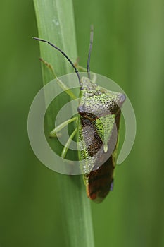 Closeup on the adult imago hawthorn shield bug, Acanthosoma haemorrhoidale hiding in the grass photo