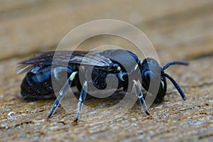 Detailed closeup on the al black and quite rare punctate spatulate-masked bee , Hylaeus punctatus photo
