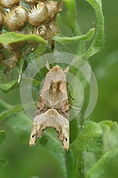 Detailed closeup of the Angle shades moth, Phlogophora meticulosa hanging in the vegetation