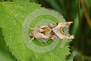 Detailed closeup of the Angle shades moth, Phlogophora meticulosa sitting on a green leaf