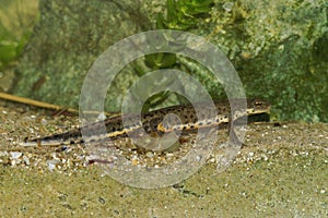 Detailed closeup on an adult male of the threatened Bosca newt, Lissotrito boscai endemic to Portugal photo