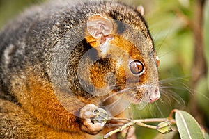 Ring-tailed Possum