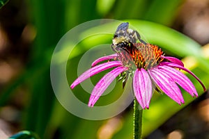 Detailed Closeup of Beautiful Pink or Purple Coneflower with Bumble Bee