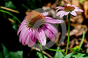 Detailed Closeup of a Beautiful Pink or Purple Coneflower