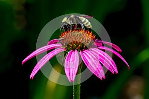 Detailed Closeup of a Beautiful Pink or Purple Coneflower