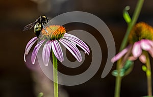 Detailed Closeup of a Beautiful Pink or Purple Coneflower