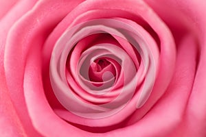 Detailed closeup of a beautiful pink rose