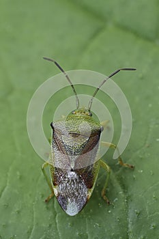 Closeup on the birch shield bug, Elasmostethus interstinctus on a green leaf