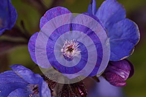 Detailed closeup on the bright blue flower of the Italian bugloss, Anchusa azurea