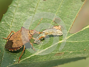 Closeup on the brown Dock leaf bug, Arma custos eating a caterpillar photo
