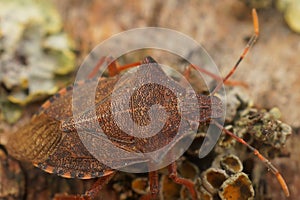 Detailed Closeup on the brown Dock leaf bug, Arma custos sitting on a twig photo