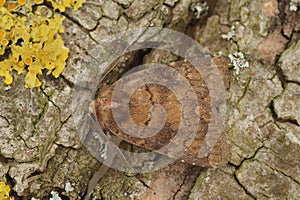 Detailed closeup of the brown mottled rustic owlet moth, Caradrina morpheus on a wood7