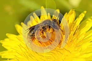 Closeup on a Catsear mining bee, Andrena humilis collecting pollen from a yellow dandelion flower, Taraxacum officinale