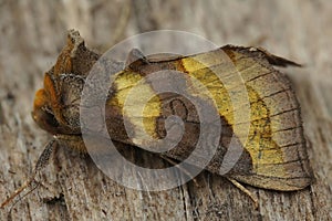 Detailed closeup of the colorful burnished brass owlet moth, Diachrysia chrysitis sitting on a piece of wood