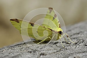 Closeup on the colorful European yellow Brimstone Moth geometer moth, Opisthograptis luteolat sitting on wood photo