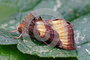 Detailed closeup of the colorful green burnished brass owlet moth, Diachrysia chrysitis sitting on a green leaf