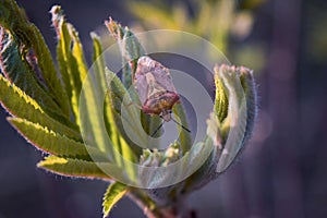 Detailed closeup on a colorful mediterranean Carpocoris mediterraneus atlanticus shieldbug, against a green background photo