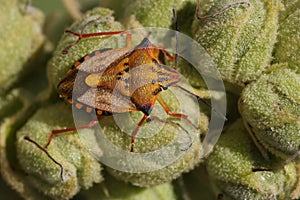 Detailed closeup on a colorful orange Mediterranean shield bug, Carpocoris meditteraneus atlanticus
