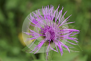 Detailed closeup on the colorful pink flower of Wig Knapweed, Centaurea phrygia pseudophrygia