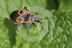 Closeup on a colorful sap-sucking red firebug or soldierbug, Pyrrhocoris apterus, sitting on a green leaf photo