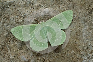 Closeup on the colorful soft green Large Emerald geometer moth, Geometra papilionaria with spread wings photo