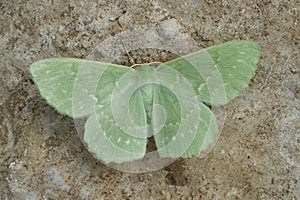 Closeup on the colorful soft green Large Emerald geometer moth, Geometra papilionaria with spread wings photo