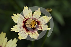 Detailed closeup on a colorful and strikingly patterned flowers of tickseed, Coreopsis in the garden