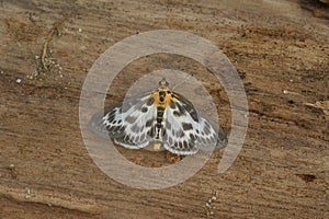 Closeup on the colorful white , brown and orange small magpie moth, Anania hortulata