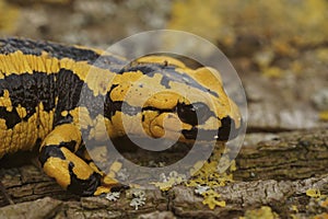 Closeup on a colorful yellow male Spanish Iberian fire salamander, Salamandra bernardezi from Tendi Valley, Costa Verde photo
