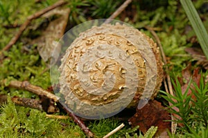 Closeup on a common earthball mushroom, scleroderma citrinum on the forest floor
